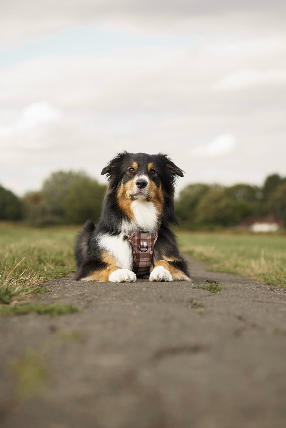TrailBound™ Harness - Hazel Hollow