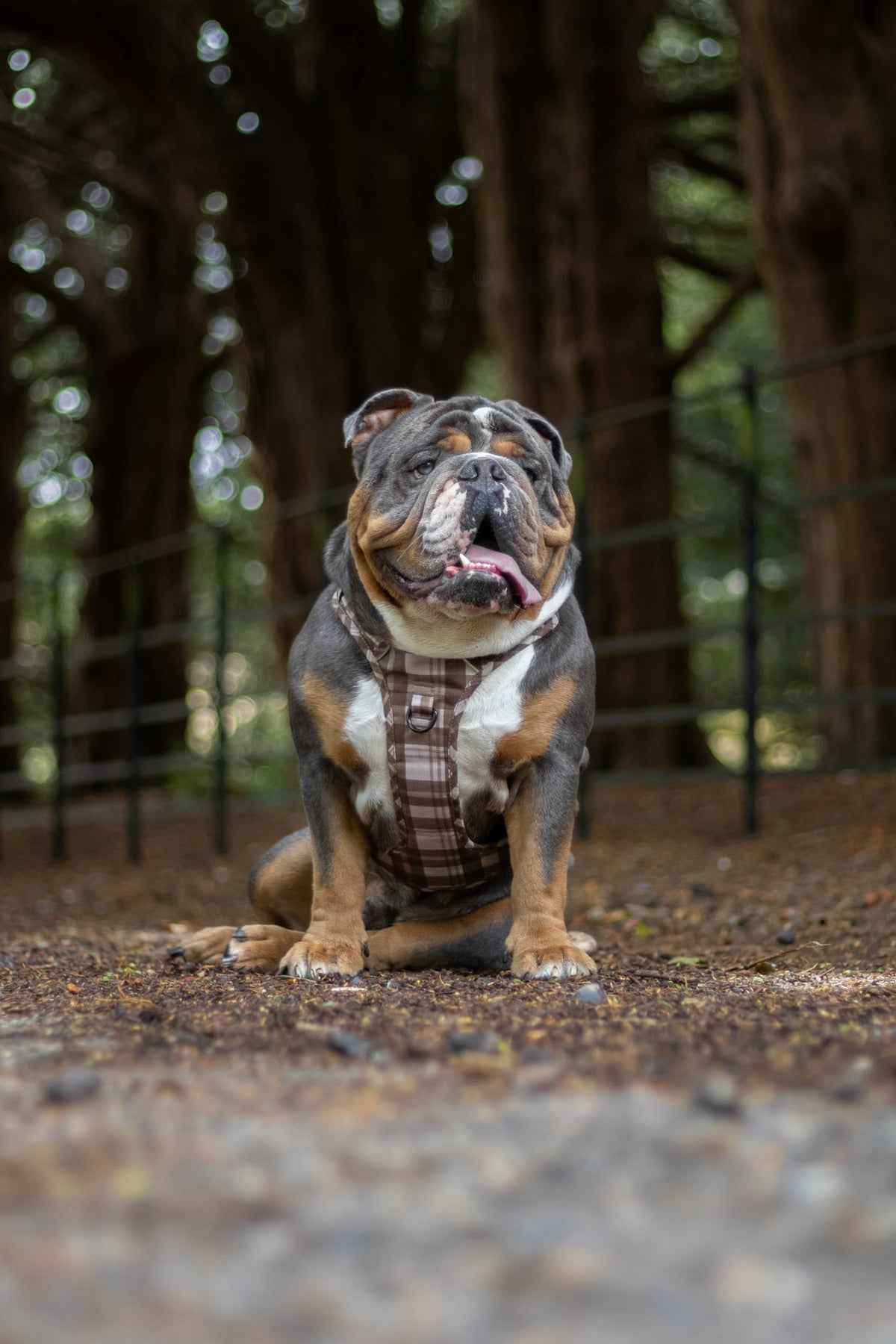 TrailBound™ Harness - Hazel Hollow