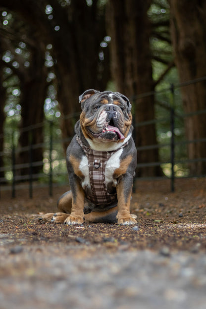 TrailBound™ Harness - Hazel Hollow