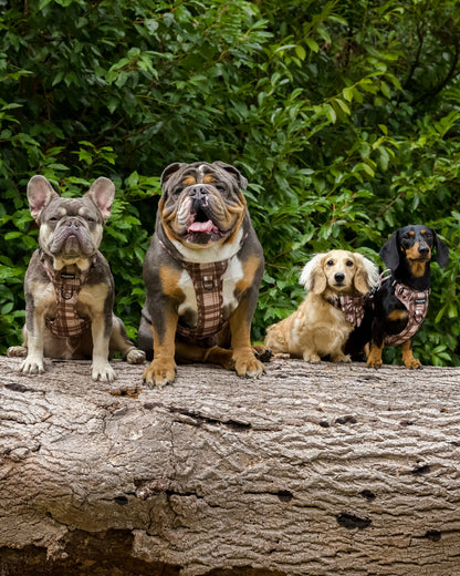 TrailBound™ Harness - Hazel Hollow