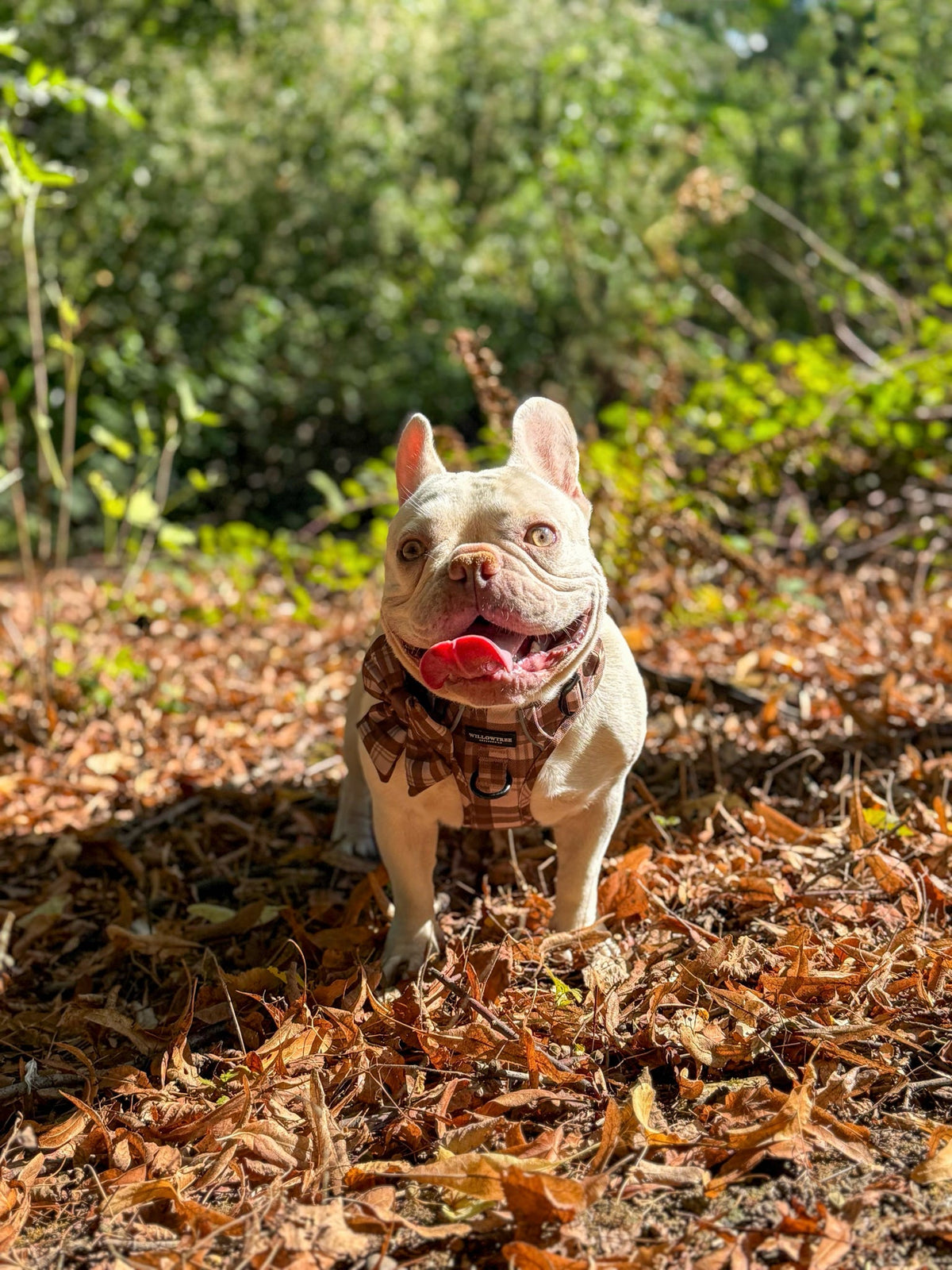 TrailBound™ Harness - Hazel Hollow