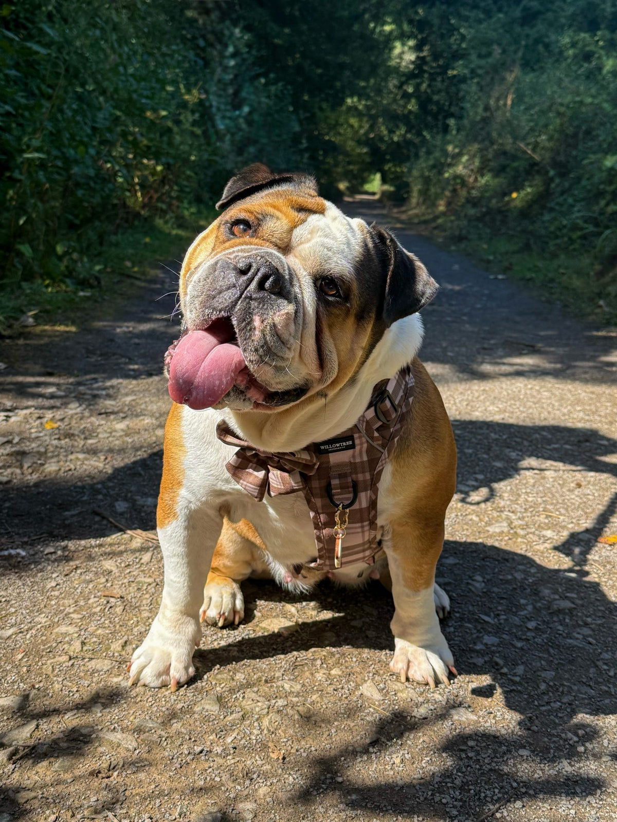 TrailBound™ Harness - Hazel Hollow