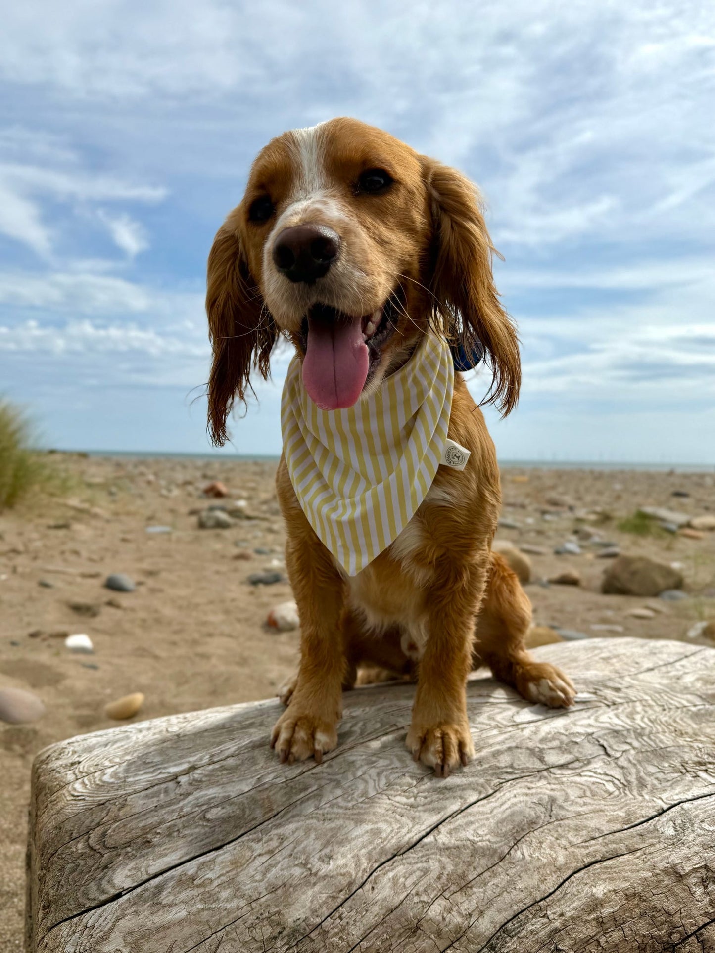 Costal Treasures