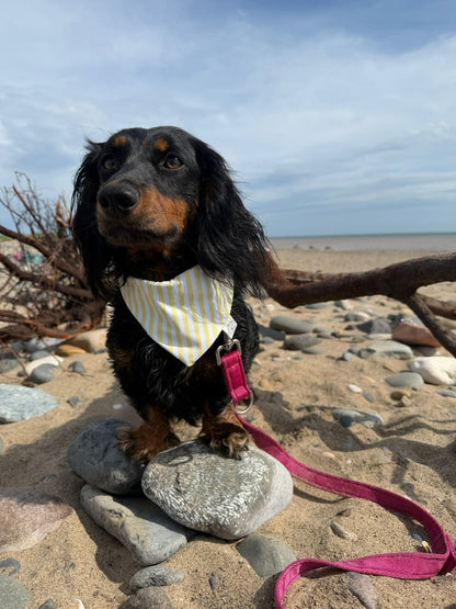 Costal Treasures
