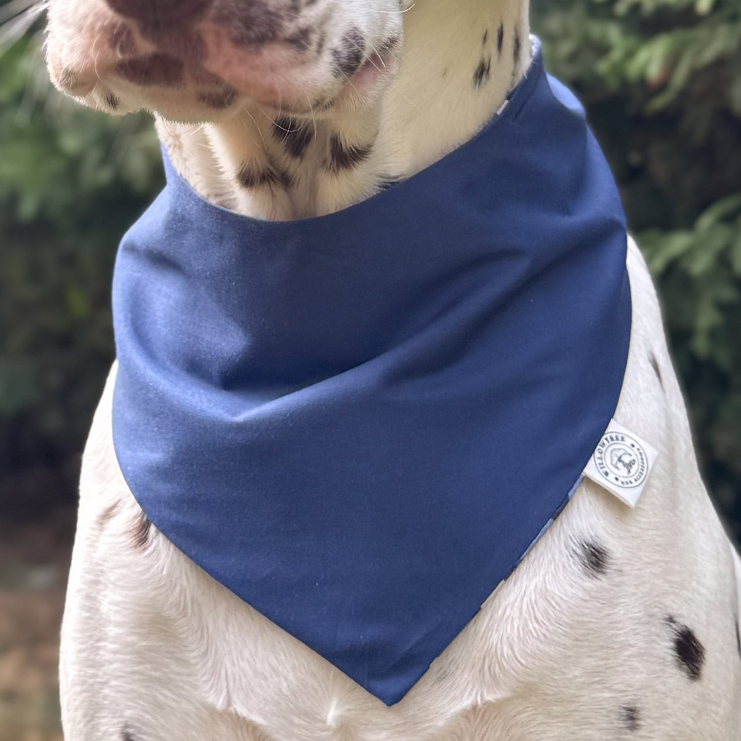 Canine camo