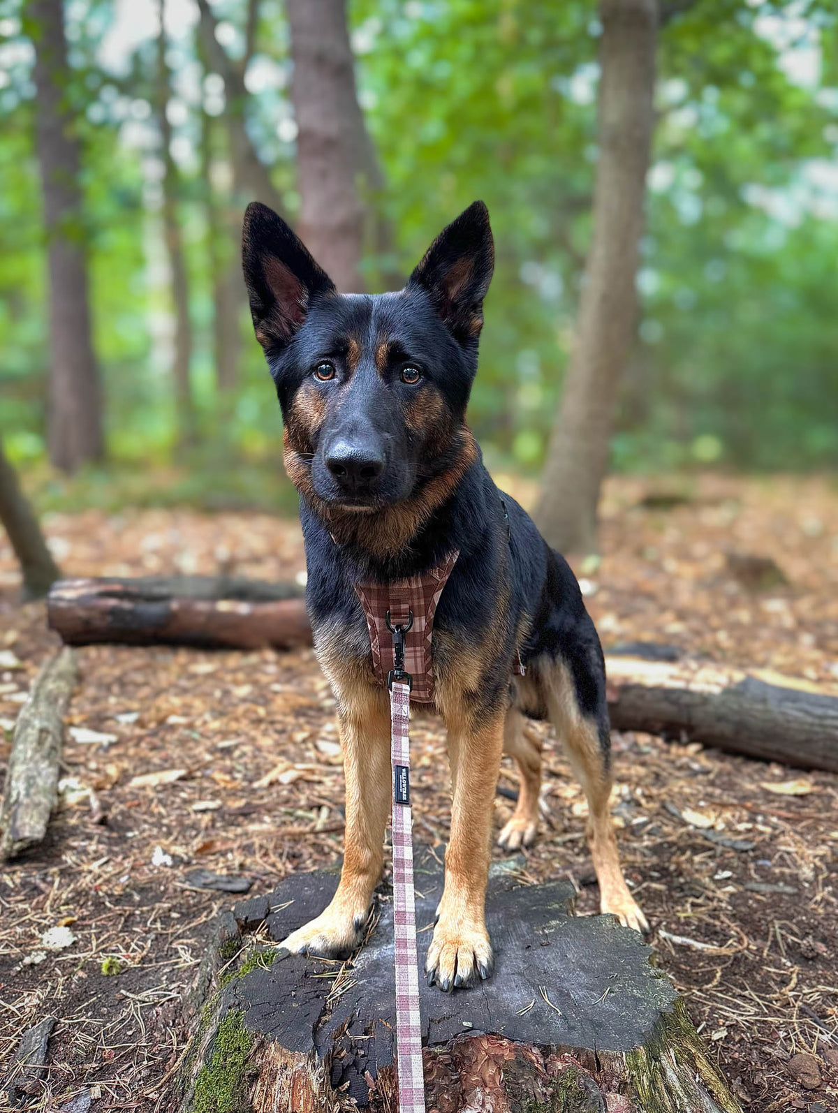 TrailBound™ Harness - Hazel Hollow