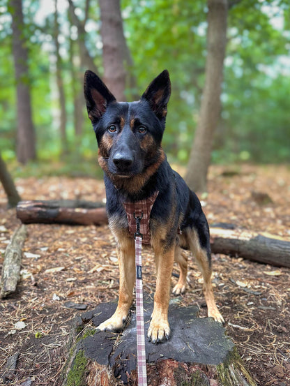 TrailBound™ Harness - Hazel Hollow