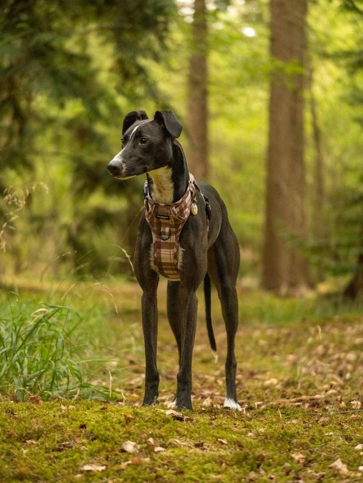 TrailBound™ Harness - Hazel Hollow