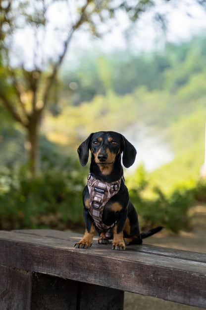 TrailBound™ Harness - Hazel Hollow