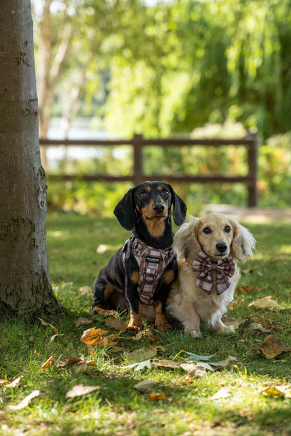 TrailBound™ Harness - Hazel Hollow