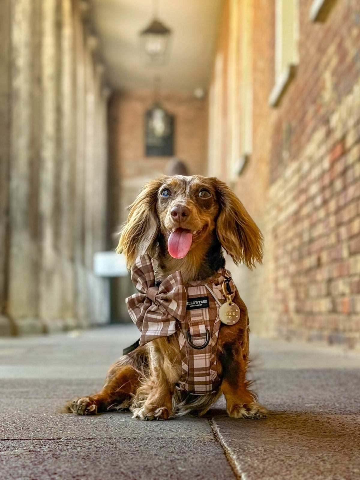 TrailBound™ Harness - Hazel Hollow