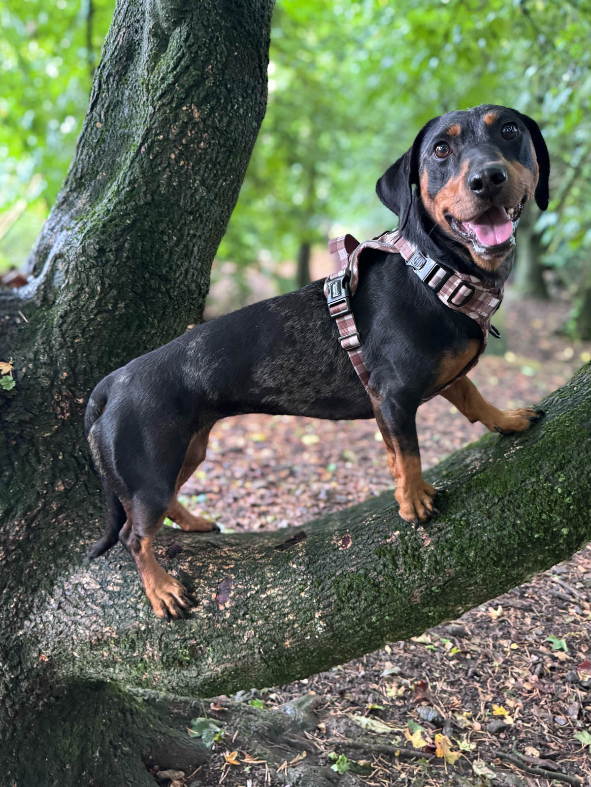 TrailBound™ Harness - Hazel Hollow