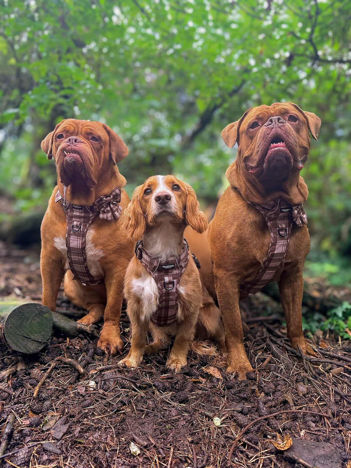TrailBound™ Harness - Hazel Hollow