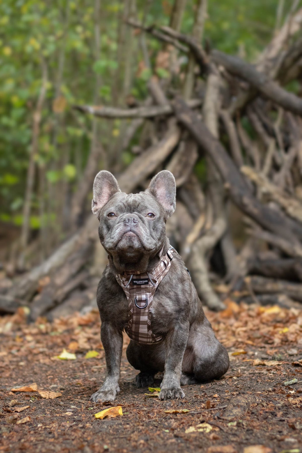 TrailBound™ Harness - Hazel Hollow