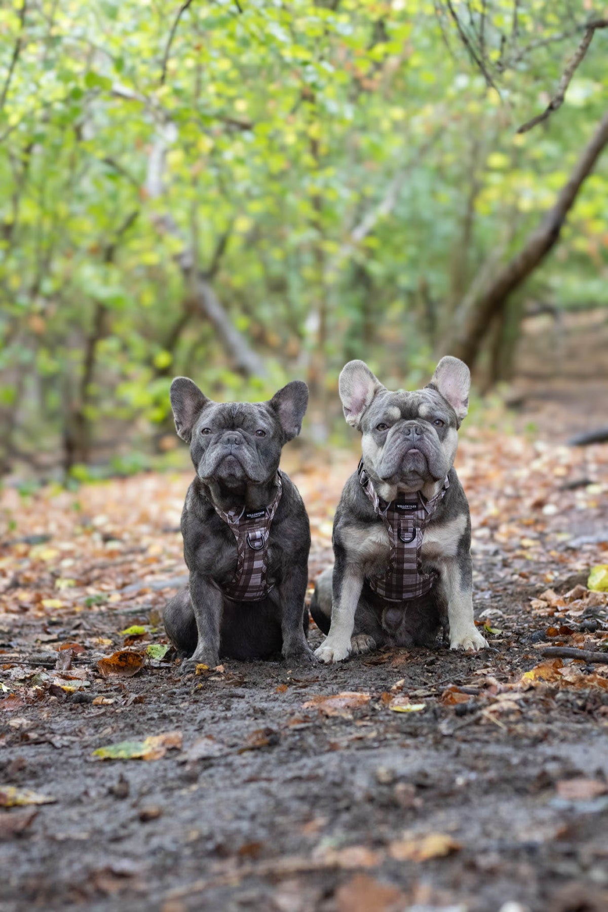 TrailBound™ Harness - Hazel Hollow