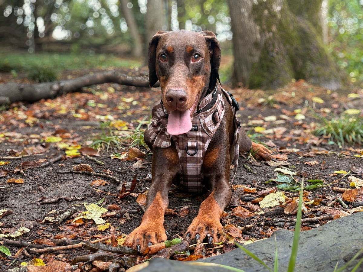 TrailBound™ Harness - Hazel Hollow