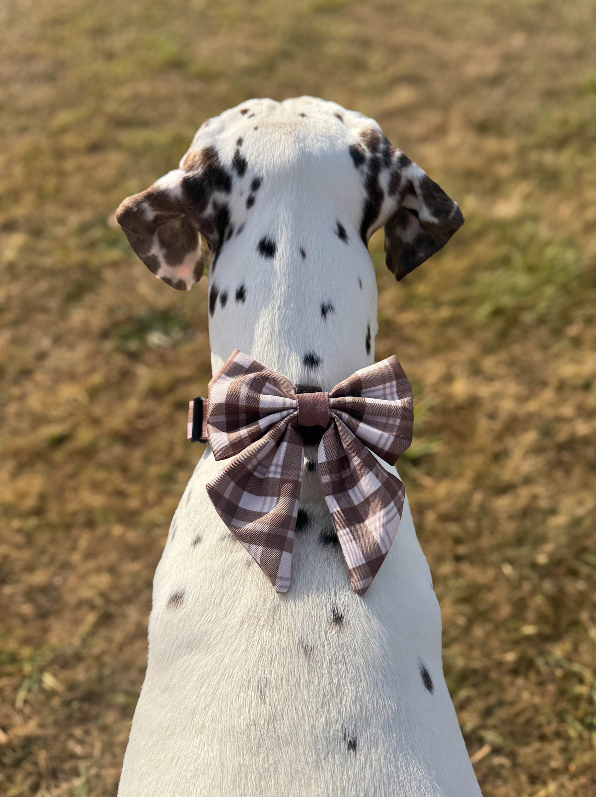 Sailor bow - Hazel Hollow