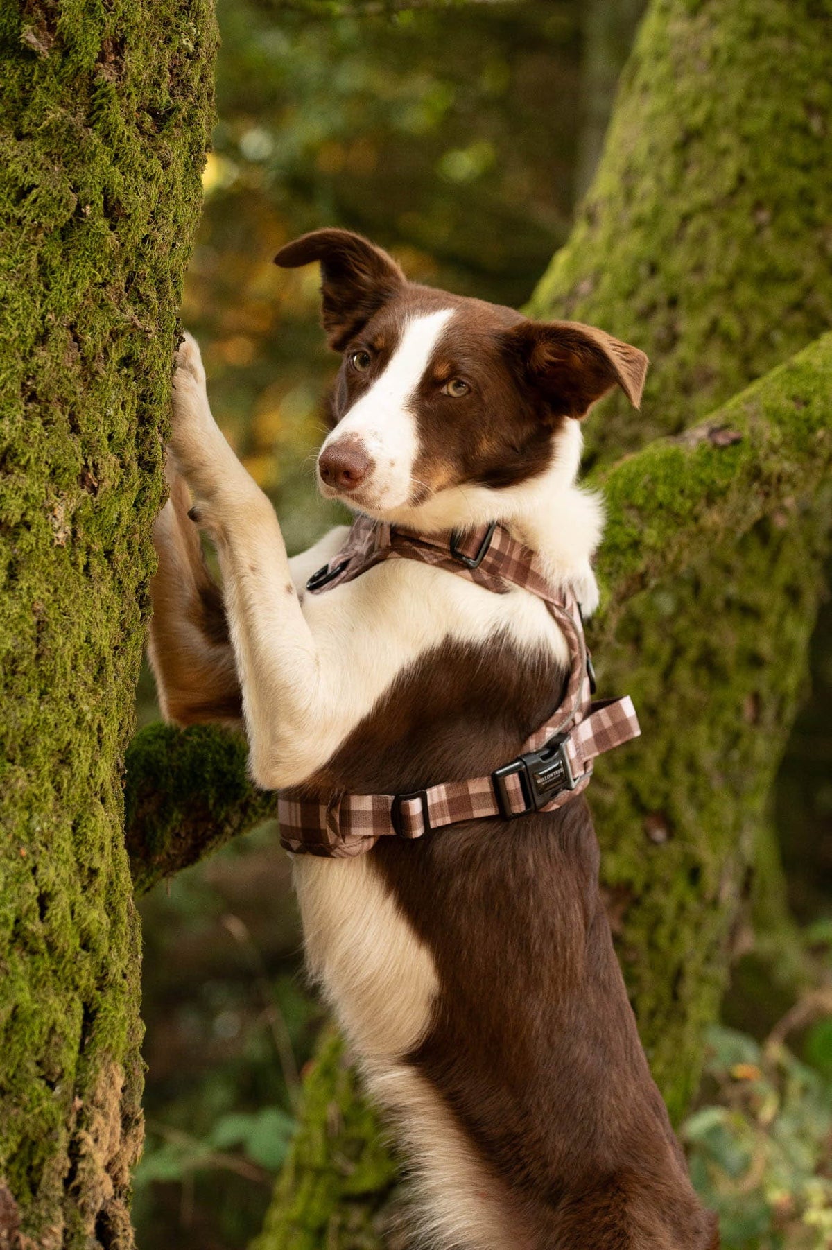 TrailBound™ Harness - Hazel Hollow